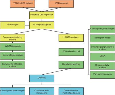 A novel machine learning-based programmed cell death-related clinical diagnostic and prognostic model associated with immune infiltration in endometrial cancer